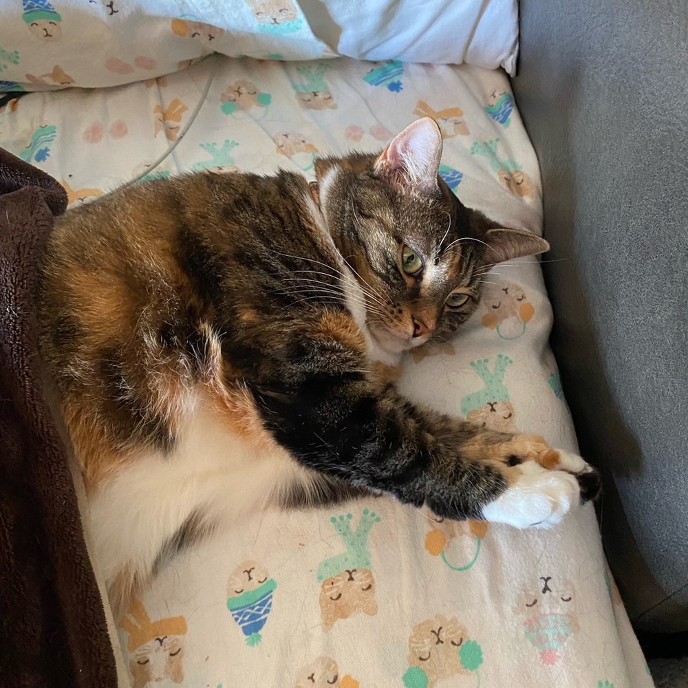 Meet your Posher, Vanilla